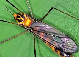 Attēlu rezultāti vaicājumam “Tipulidae”