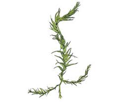 Attēlu rezultāti vaicājumam “Conardia compacta”