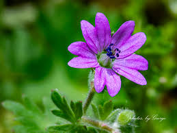 Attēlu rezultāti vaicājumam “Geranium molle”