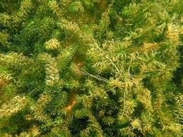 Attēlu rezultāti vaicājumam “Hydrilla verticillata”