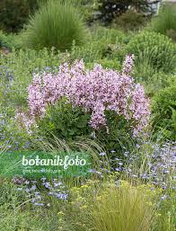 Image result for Diptam