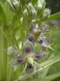 Attēlu rezultāti vaicājumam “Gentianaceae”