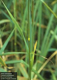 Attēlu rezultāti vaicājumam “Phalaroides arundinacea leaf”