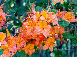 Attēlu rezultāti vaicājumam “Rhododendron calendulaceum flower”
