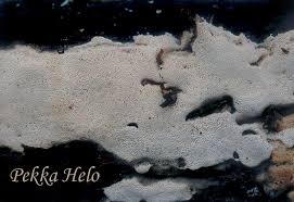 Attēlu rezultāti vaicājumam “Antrodia pulvinascens”