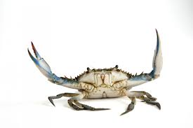 Image result for Callinectes sapidus