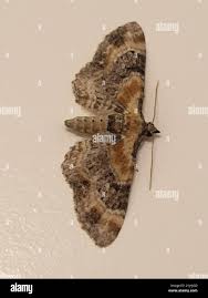 Attēlu rezultāti vaicājumam “Eupithecia linariata”