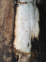 Attēlu rezultāti vaicājumam “Perenniporia subacida”