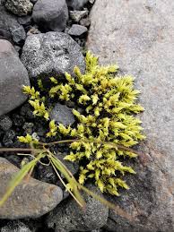 Attēlu rezultāti vaicājumam “Aulacomnium palustre”