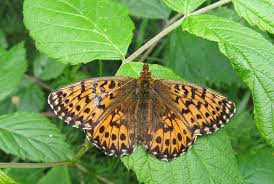 Attēlu rezultāti vaicājumam “Boloria titania underside”