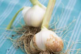 Attēlu rezultāti vaicājumam “Allium sativum”