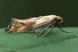 Attēlu rezultāti vaicājumam “Epermenia falciformis”