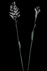 Attēlu rezultāti vaicājumam “Holcus lanatus  fruit”