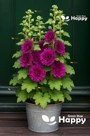 Image result for Alcea (althaea) rosea