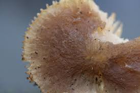 Attēlu rezultāti vaicājumam “Dictydiaethalium plumbeum young”