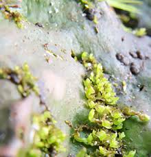 Attēlu rezultāti vaicājumam “Scapania lingulata”