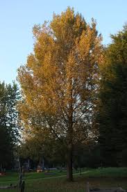 Attēlu rezultāti vaicājumam “Populus nigra leaf”