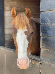 Image result for Cranleigh School Stables