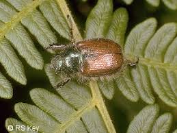 Attēlu rezultāti vaicājumam “Phyllopertha horticola”