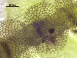 Attēlu rezultāti vaicājumam “Calypogeia muelleriana”