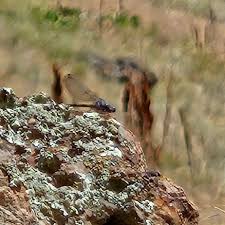 Attēlu rezultāti vaicājumam “Polypogon tentacularius”
