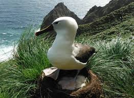 Image result for albatross dead chick