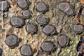 Attēlu rezultāti vaicājumam “Diatrype disciformis”