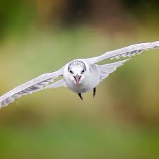 Attēlu rezultāti vaicājumam “Chlidonias hybrida adult”