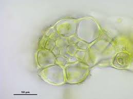 Attēlu rezultāti vaicājumam “Cephalozia bicuspidata”