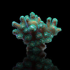 Attēlu rezultāti vaicājumam “Pistillaria sp.”