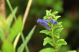 Attēlu rezultāti vaicājumam “Nepeta x faassenii leaf”