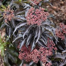 Attēlu rezultāti vaicājumam “Sambucus nigra”