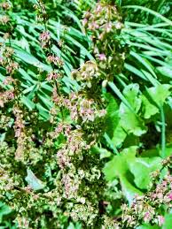 Attēlu rezultāti vaicājumam “Rumex crispus”