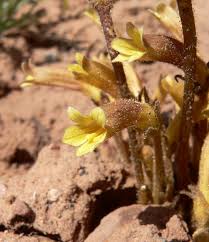 Attēlu rezultāti vaicājumam “Orobanche reticulata flower”