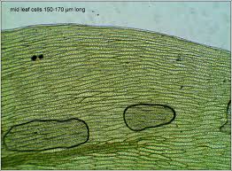 Attēlu rezultāti vaicājumam “Plagiothecium succulentum”