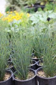 Attēlu rezultāti vaicājumam “Enteridium corticatum”