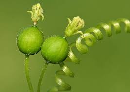 Attēlu rezultāti vaicājumam “Bryonia alba bud”