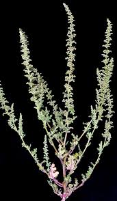 Image result for Chenopodium botrys