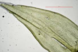 Attēlu rezultāti vaicājumam “Racomitrium canescens sporophyte”