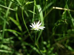 Attēlu rezultāti vaicājumam “Stellaria palustris leaf”