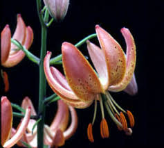 Attēlu rezultāti vaicājumam “Lilium martagon bud”