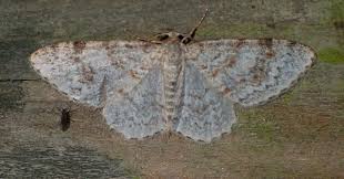 Attēlu rezultāti vaicājumam “Hydrelia sylvata”