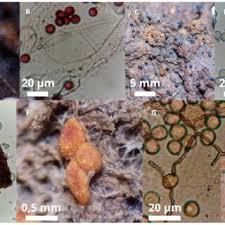 Attēlu rezultāti vaicājumam “Badhamia bethelii stalked”