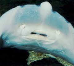 Image result for Dipturus batis