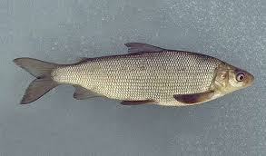 Image result for Coregonus clupeaformis