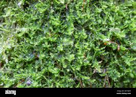 Attēlu rezultāti vaicājumam “Neckera complanata sporophyte”