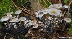 Attēlu rezultāti vaicājumam “Collybia cirrhata”