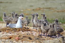 Image result for Larus cachinnans