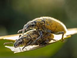 Attēlu rezultāti vaicājumam “Cleonis pigra”