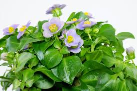 Image result for Exacum affine